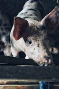 Pig looking away while standing outdoors