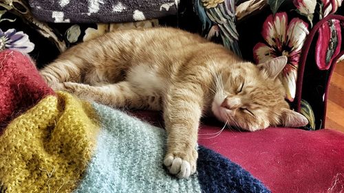 High angle view of cat sleeping on sofa