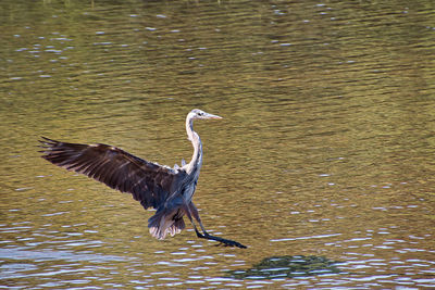 Bird flying over lake