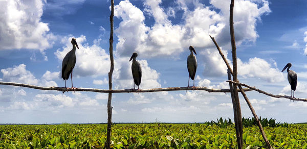 Birds perching on a field