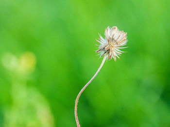 Close-up of dandelion flower