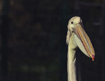 Close-up of bird perching