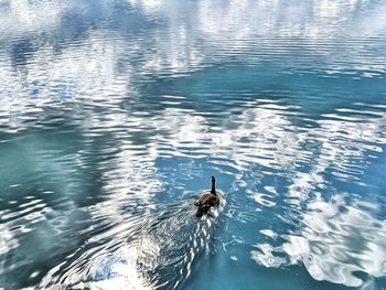 High angle view of duck swimming in lake