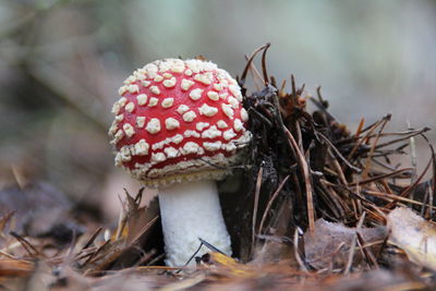 Close-up of mushroom growing outdoors