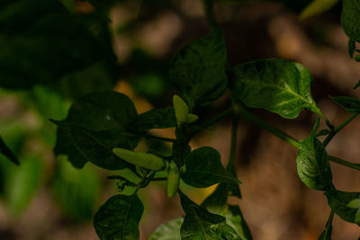 Close-up of fresh green leaves