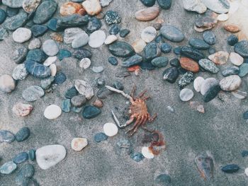 High angle view of shells on sand