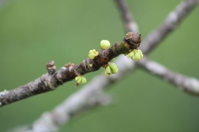 Close-up of flower on twig