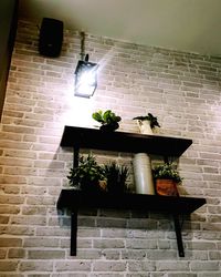 Potted plant against illuminated wall