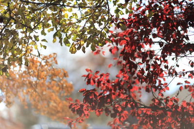 Low angle view of trees in fall