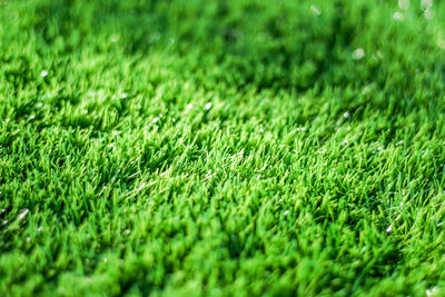 Full frame shot of grassy field