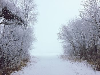 Bare trees on snow covered landscape