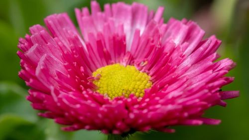 Close-up of pink flower