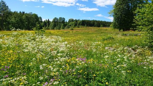 Plants growing on field