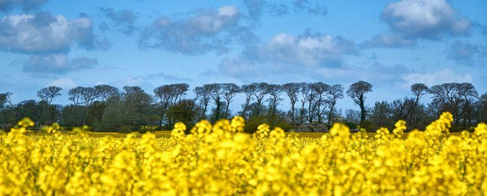 Scenic view of oilseed rape field against sky