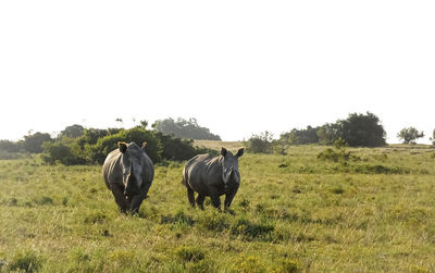 Horses in a field