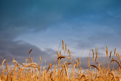 Close-up of wheat field against sky