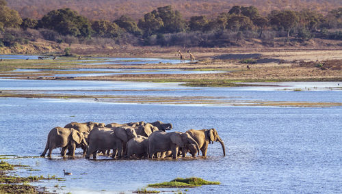 Elephants walking in lake