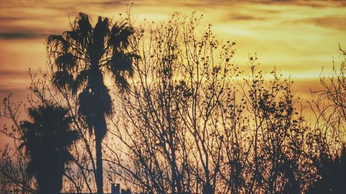 Close-up of silhouette trees against sky during sunset