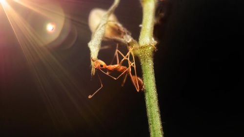 Close-up of spider