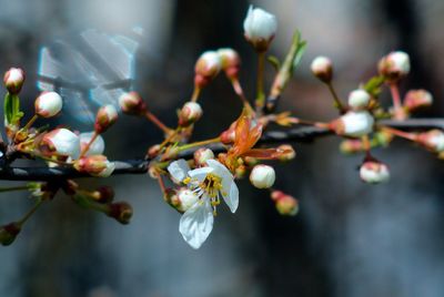 Close-up of white flowers