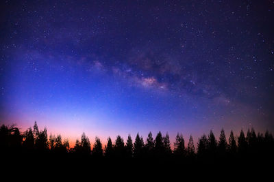 Silhouette trees against star field at night