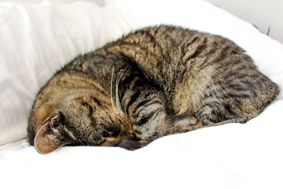 Cat sleeping on bed