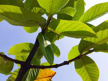 Low angle view of fresh green leaves against sky