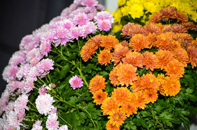 Close-up of pink flowers blooming outdoors