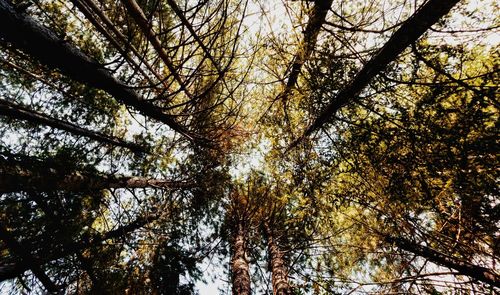 Low angle view of trees in forest