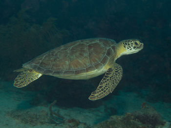 Turtle swimming in sea