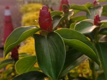 plant