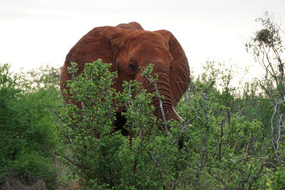 Close-up of elephant on field against sky