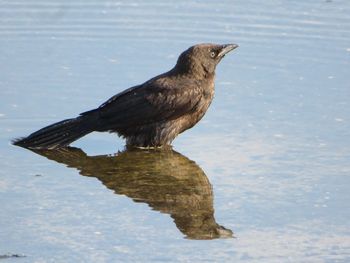 Bird perching on a lake