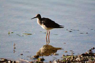 Bird perching on a lake