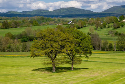 Scenic view of field against trees