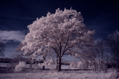 Cherry blossom trees on field against sky