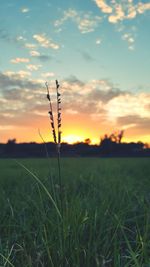 Scenic view of field against sky during sunset