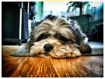 Close-up portrait of dog