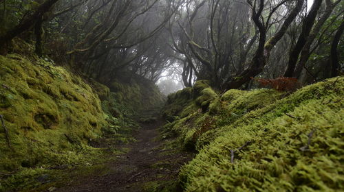 Scenic view of forest