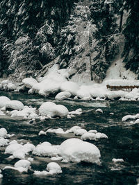 Frozen river amidst trees in forest during winter