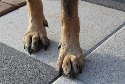 High angle view of dog on footpath