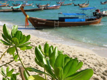 Boats moored on beach