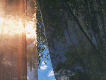 Reflection of trees in water