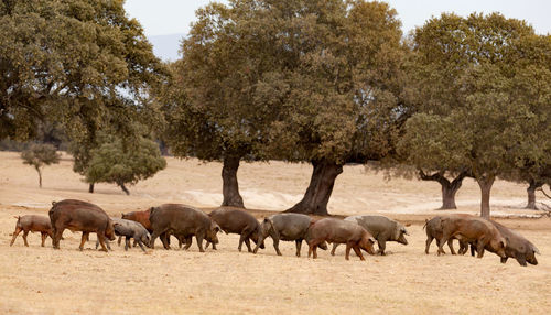 Horses walking in a field