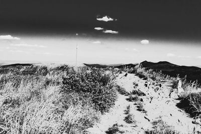 Plants growing on land against sky