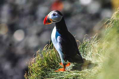 Close-up of bird perching on a lake