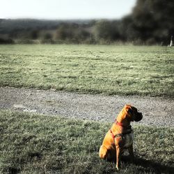 Dog on field