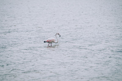 Bird in water