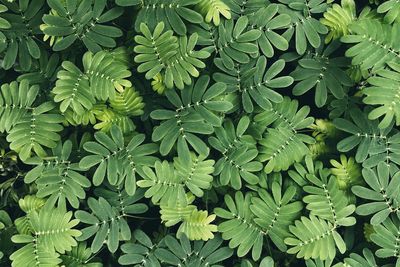 High angle view of plants