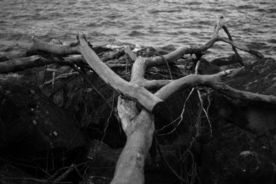 Trees in water